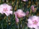 Dianthus Chinensis Extract